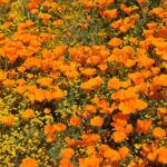 See California’s State Flower This Spring