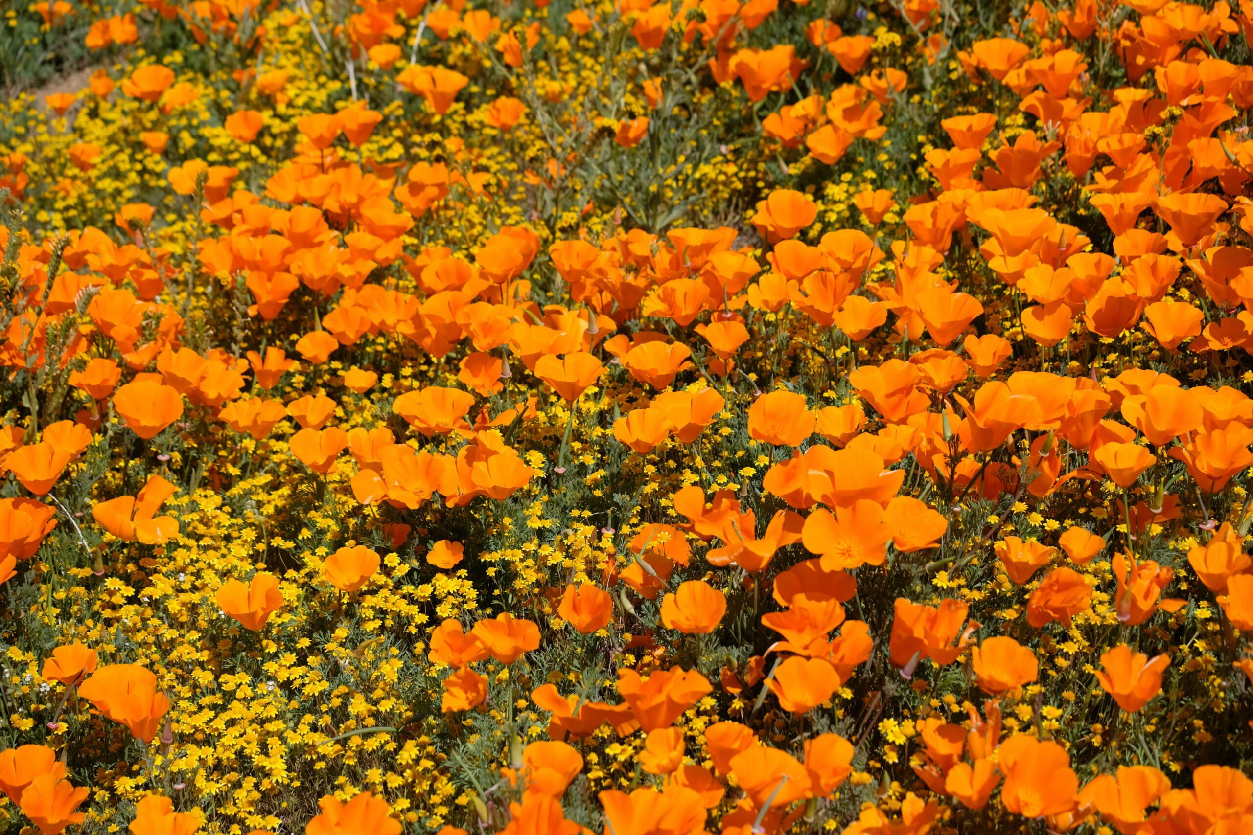 See California’s State Flower This Spring